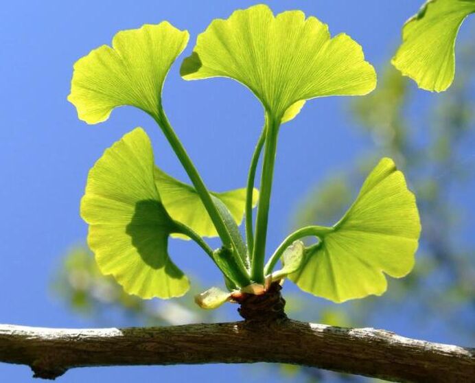 ginkgo biloba pentru mărirea penisului