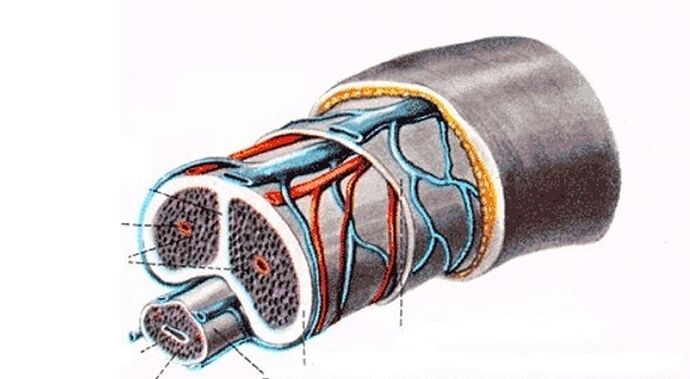 structura penisului și mărirea acestuia