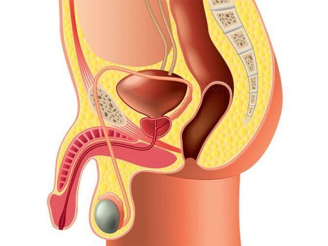 structura organului genital